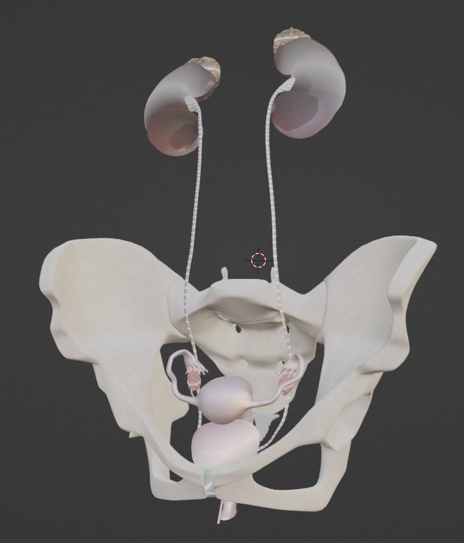 3D Model of Female Reproductive Urinary System Hip and Sacrum 3D model_22