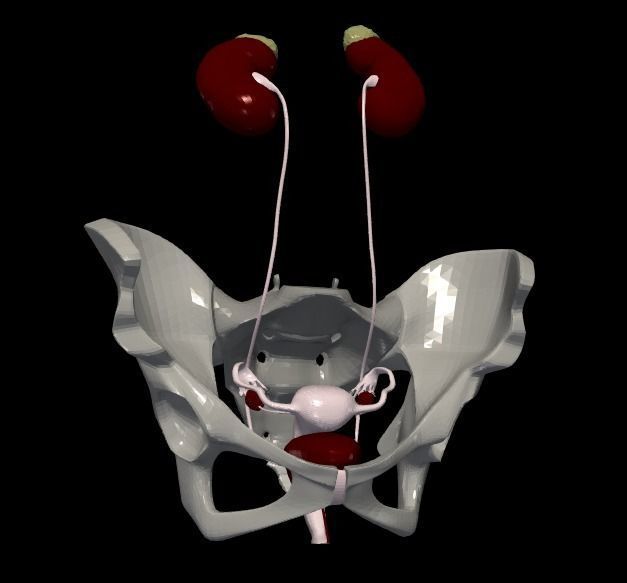 3D Model of Female Reproductive Urinary System Hip and Sacrum 3D model_8
