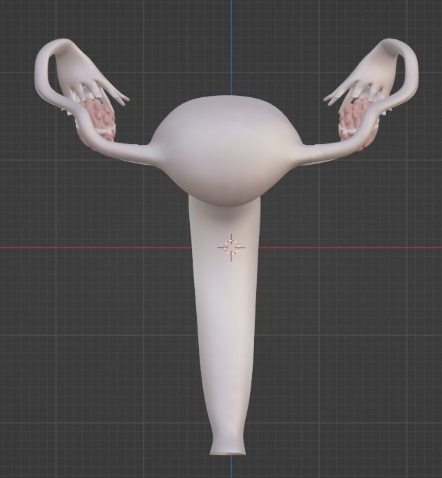 3D Model of Female Reproductive Urinary System Hip and Sacrum 3D model_47