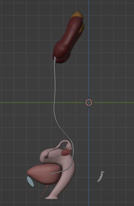 3D Model of Female Reproductive Urinary System Hip and Sacrum 3D model_110