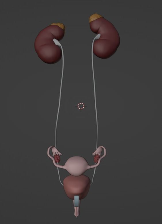 3D Model of Female Reproductive Urinary System Hip and Sacrum 3D model_112