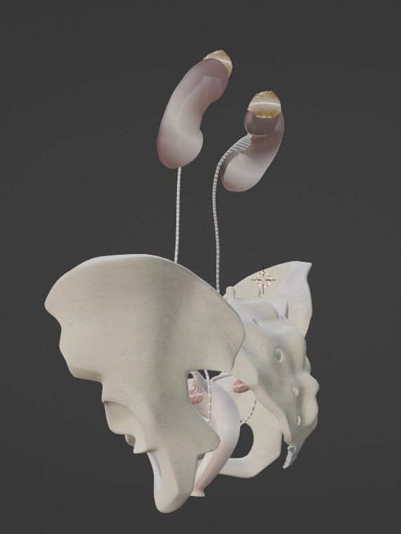 3D Model of Female Reproductive Urinary System Hip and Sacrum 3D model_35