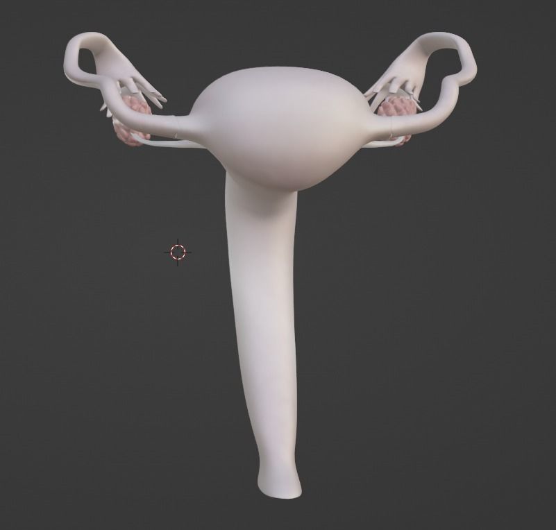 3D Model of Female Reproductive Urinary System Hip and Sacrum 3D model_54