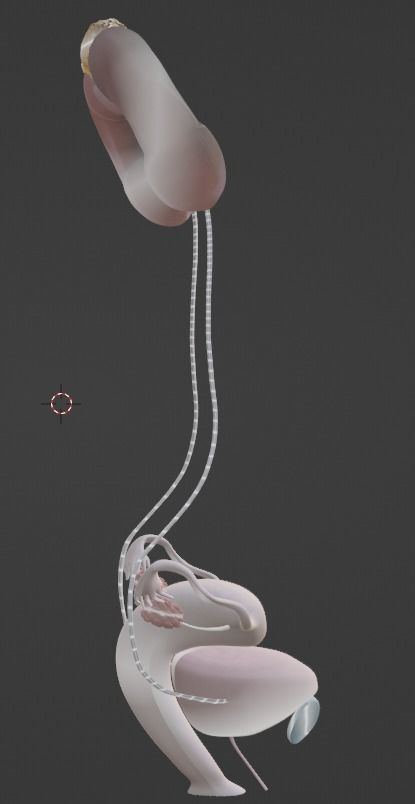 3D Model of Female Reproductive Urinary System Hip and Sacrum 3D model_43