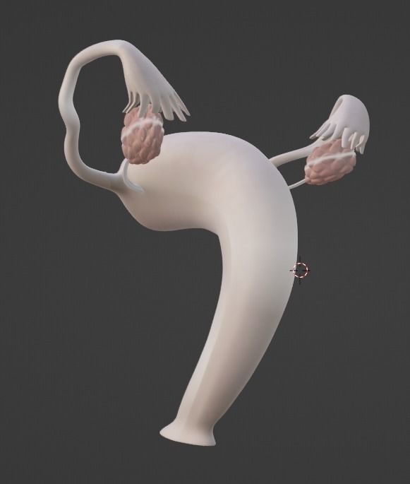 3D Model of Female Reproductive Urinary System Hip and Sacrum 3D model_55