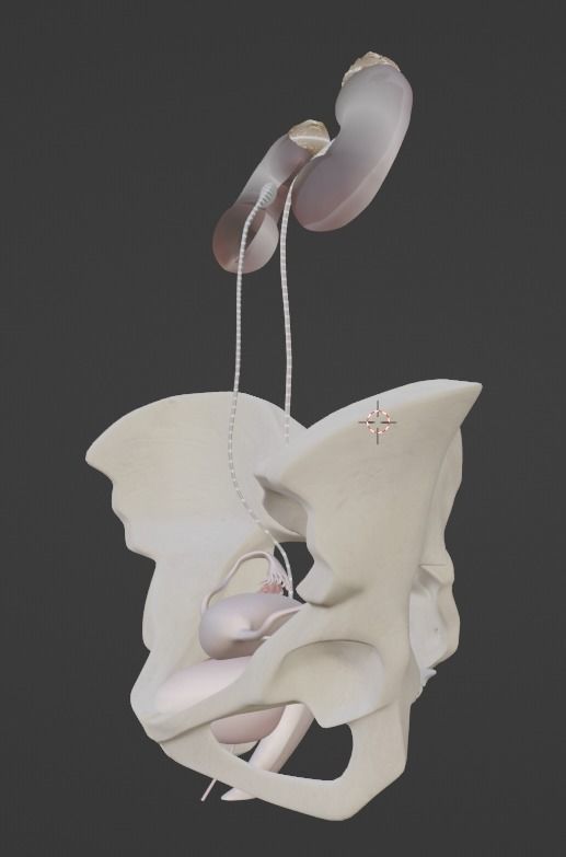 3D Model of Female Reproductive Urinary System Hip and Sacrum 3D model_18