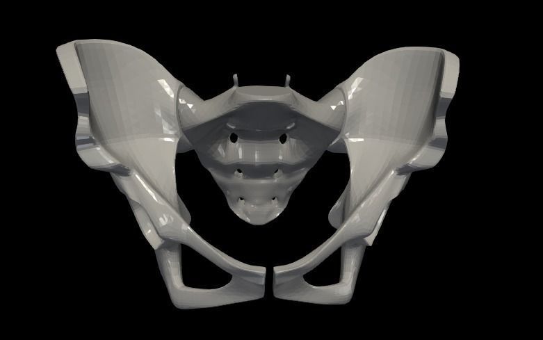 3D Model of Female Reproductive Urinary System Hip and Sacrum 3D model_11