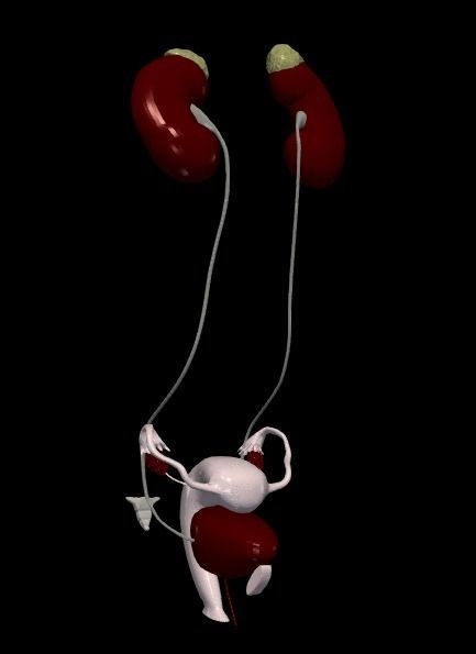 3D Model of Female Reproductive Urinary System Hip and Sacrum 3D model_99