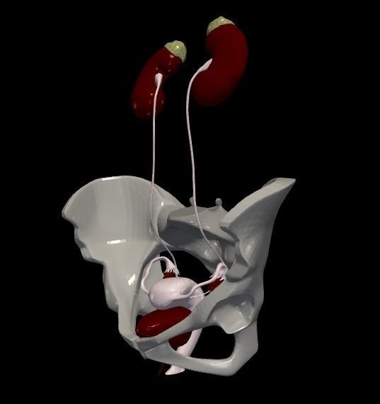 3D Model of Female Reproductive Urinary System Hip and Sacrum 3D model_2