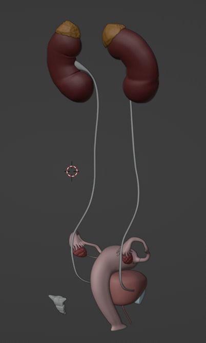3D Model of Female Reproductive Urinary System Hip and Sacrum 3D model_116