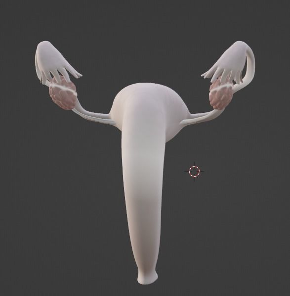 3D Model of Female Reproductive Urinary System Hip and Sacrum 3D model_58