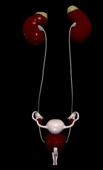 3D Model of Female Reproductive Urinary System Hip and Sacrum 3D model_95