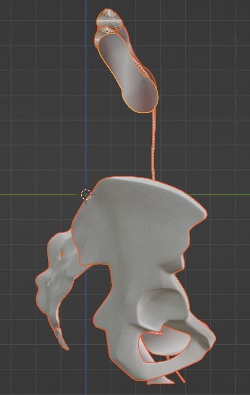 3D Model of Female Reproductive Urinary System Hip and Sacrum 3D model_13