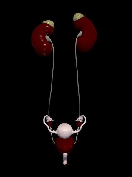 3D Model of Female Reproductive Urinary System Hip and Sacrum 3D model_94