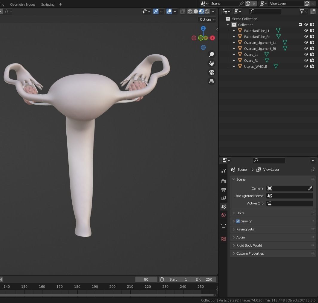 3D Model of Female Reproductive Urinary System Hip and Sacrum 3D model_56