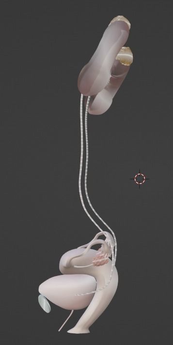 3D Model of Female Reproductive Urinary System Hip and Sacrum 3D model_32