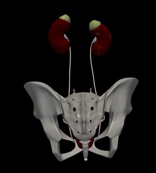 3D Model of Female Reproductive Urinary System Hip and Sacrum 3D model_3