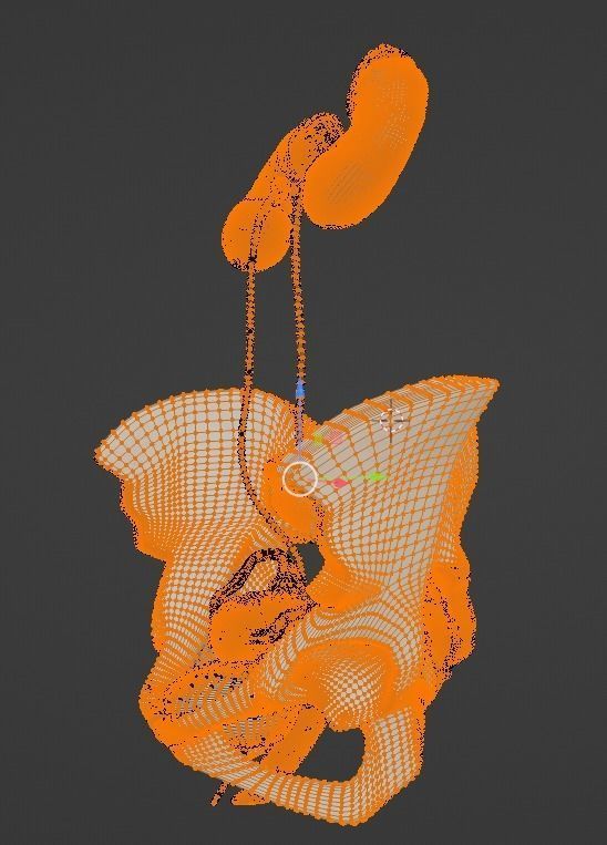 3D Model of Female Reproductive Urinary System Hip and Sacrum 3D model_37