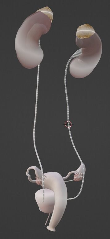 3D Model of Female Reproductive Urinary System Hip and Sacrum 3D model_44