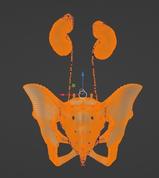 3D Model of Female Reproductive Urinary System Hip and Sacrum 3D model_31