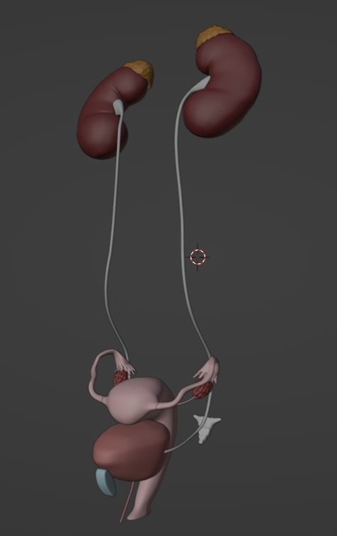 3D Model of Female Reproductive Urinary System Hip and Sacrum 3D model_103