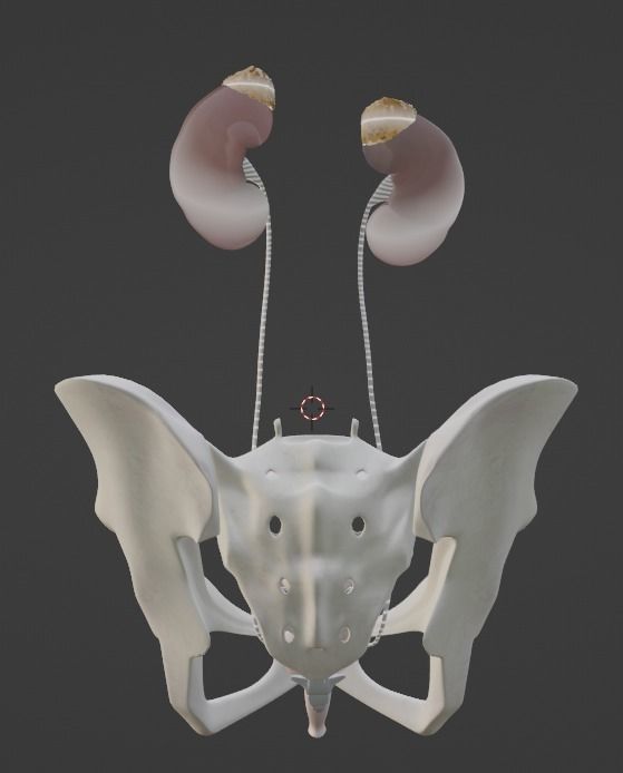 3D Model of Female Reproductive Urinary System Hip and Sacrum 3D model_27