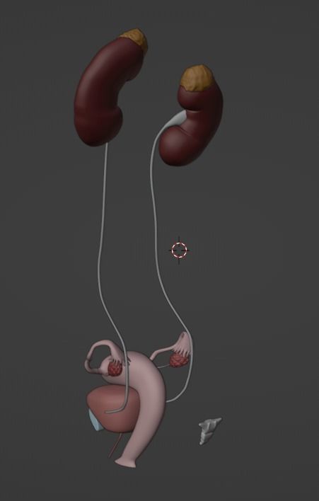 3D Model of Female Reproductive Urinary System Hip and Sacrum 3D model_111