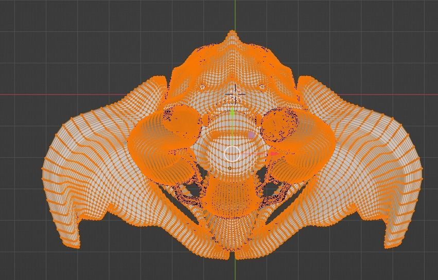 3D Model of Female Reproductive Urinary System Hip and Sacrum 3D model_28