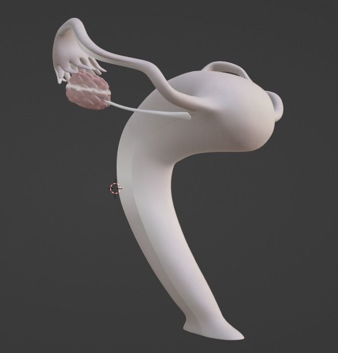 3D Model of Female Reproductive Urinary System Hip and Sacrum 3D model_83