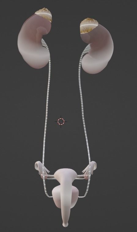 3D Model of Female Reproductive Urinary System Hip and Sacrum 3D model_33