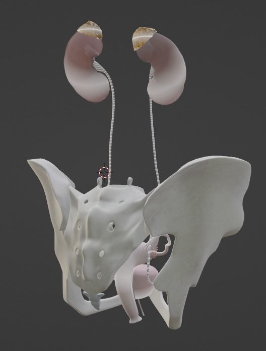 3D Model of Female Reproductive Urinary System Hip and Sacrum 3D model_26
