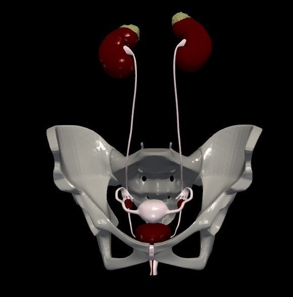3D Model of Female Reproductive Urinary System Hip and Sacrum 3D model