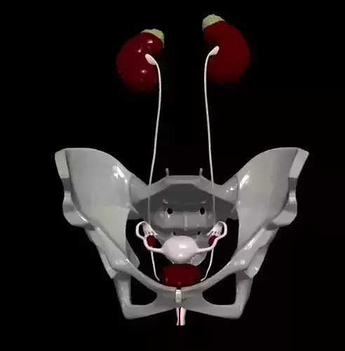 3D Model of Female Reproductive Urinary System Hip and Sacrum 3D model