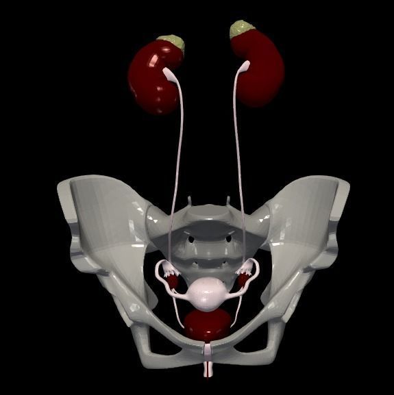 3D Model of Female Reproductive Urinary System Hip and Sacrum 3D model_7