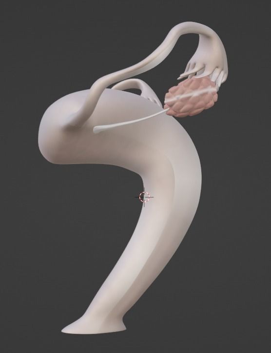 3D Model of Female Reproductive Urinary System Hip and Sacrum 3D model_46