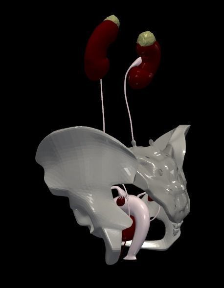 3D Model of Female Reproductive Urinary System Hip and Sacrum 3D model_4
