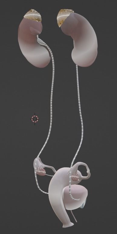 3D Model of Female Reproductive Urinary System Hip and Sacrum 3D model_41