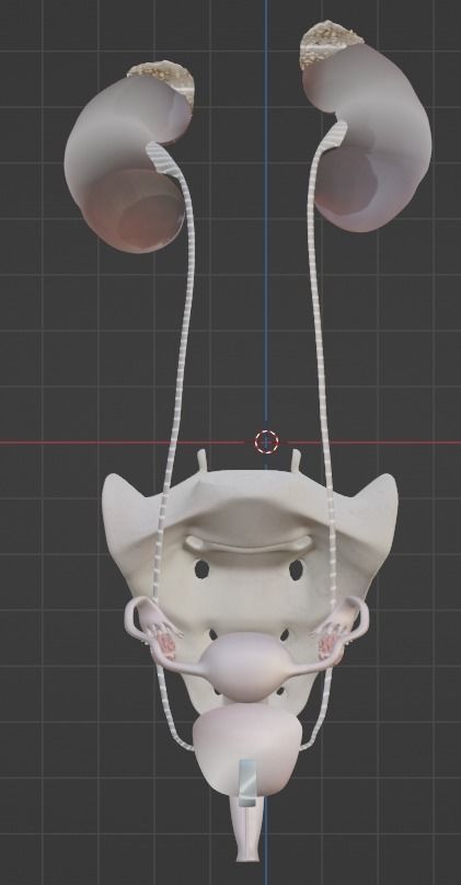 3D Model of Female Reproductive Urinary System Hip and Sacrum 3D model_30