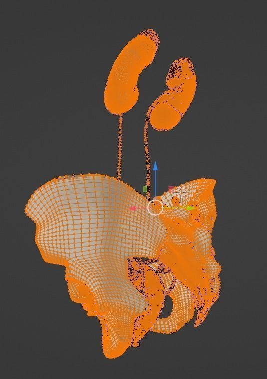 3D Model of Female Reproductive Urinary System Hip and Sacrum 3D model_25