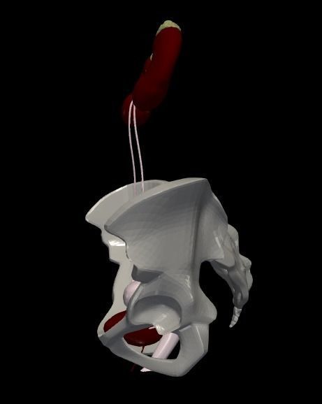 3D Model of Female Reproductive Urinary System Hip and Sacrum 3D model_6