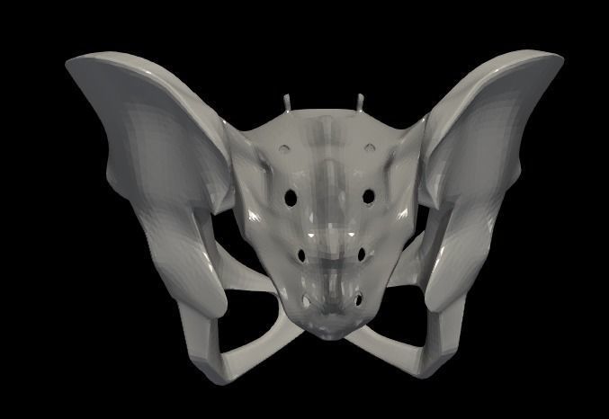 3D Model of Female Reproductive Urinary System Hip and Sacrum 3D model_10