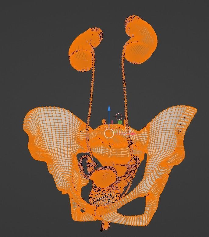 3D Model of Female Reproductive Urinary System Hip and Sacrum 3D model_21