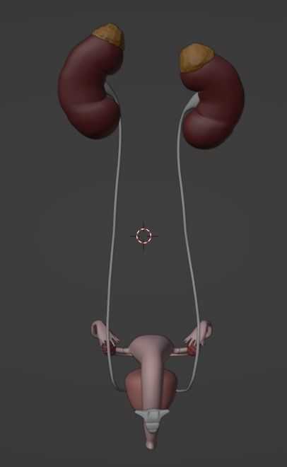 3D Model of Female Reproductive Urinary System Hip and Sacrum 3D model_92