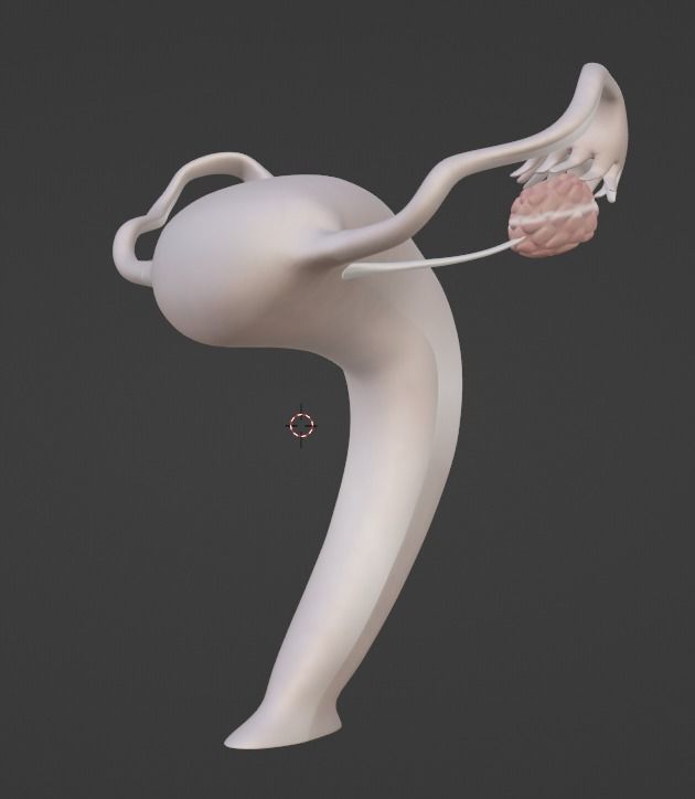 3D Model of Female Reproductive Urinary System Hip and Sacrum 3D model_59