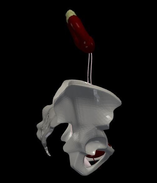 3D Model of Female Reproductive Urinary System Hip and Sacrum 3D model_9
