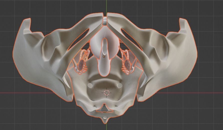 3D Model of Female Reproductive Urinary System Hip and Sacrum 3D model_16