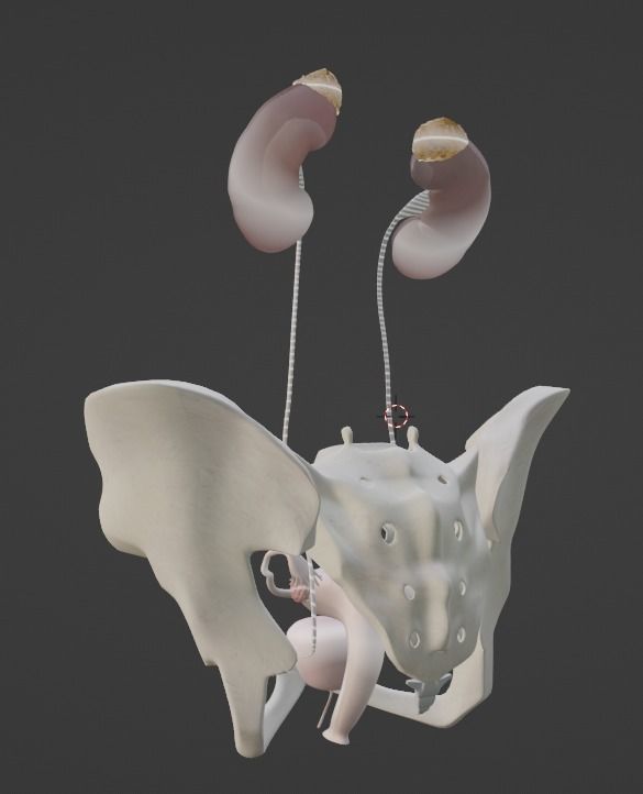 3D Model of Female Reproductive Urinary System Hip and Sacrum 3D model_23