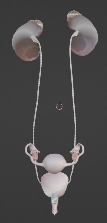 3D Model of Female Reproductive Urinary System Hip and Sacrum 3D model_45