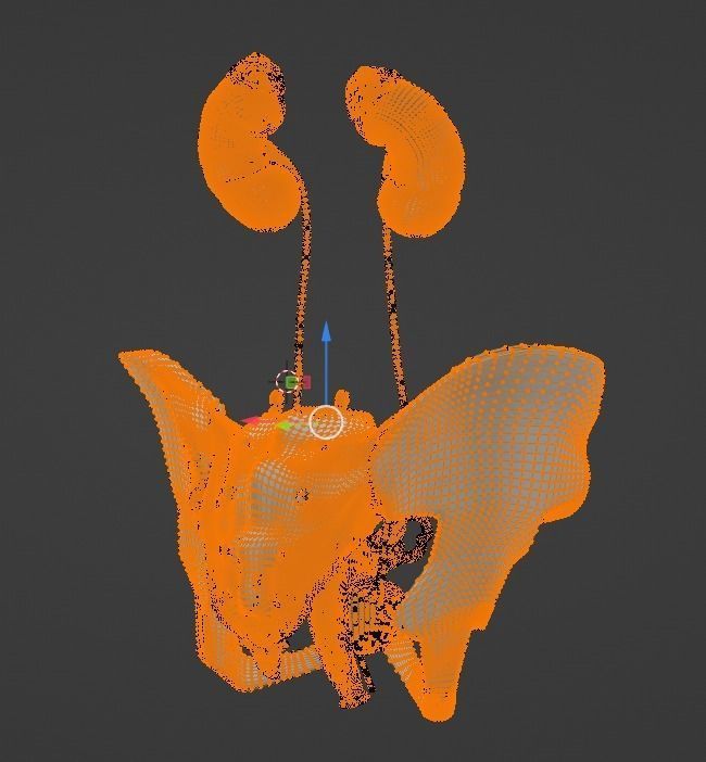3D Model of Female Reproductive Urinary System Hip and Sacrum 3D model_57