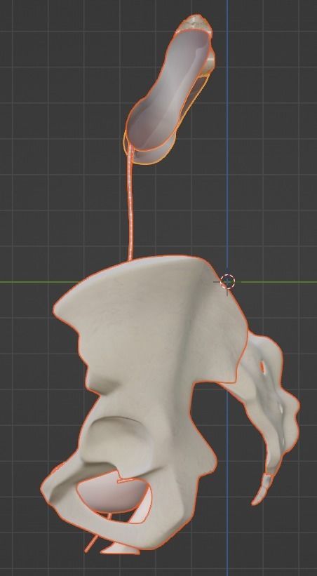 3D Model of Female Reproductive Urinary System Hip and Sacrum 3D model_14